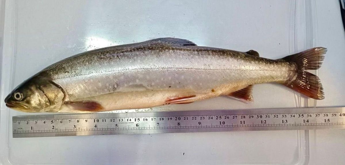 Уникальная рыбная находка: как в Сибири выращивают омега?3 гольца