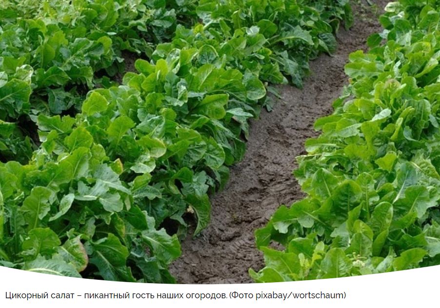 Цикорный салат: вкусный и полезный в вашем огороде
