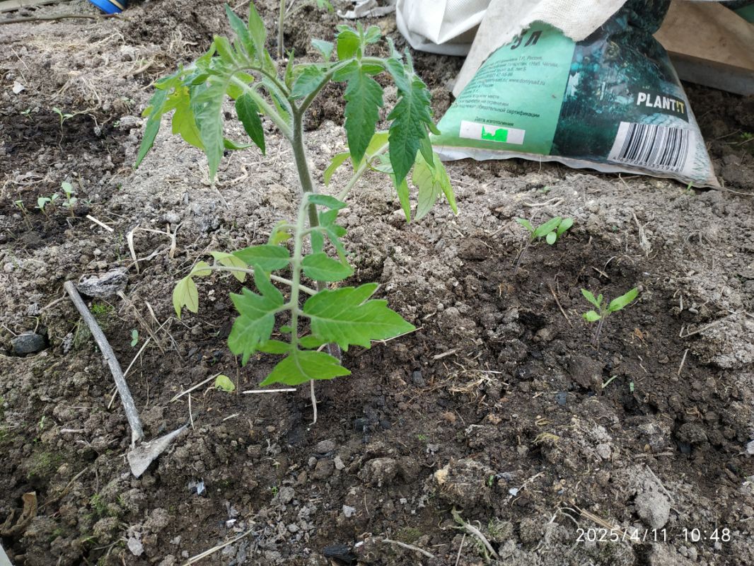 Снежные сюрпризы весны и успехи в теплицах