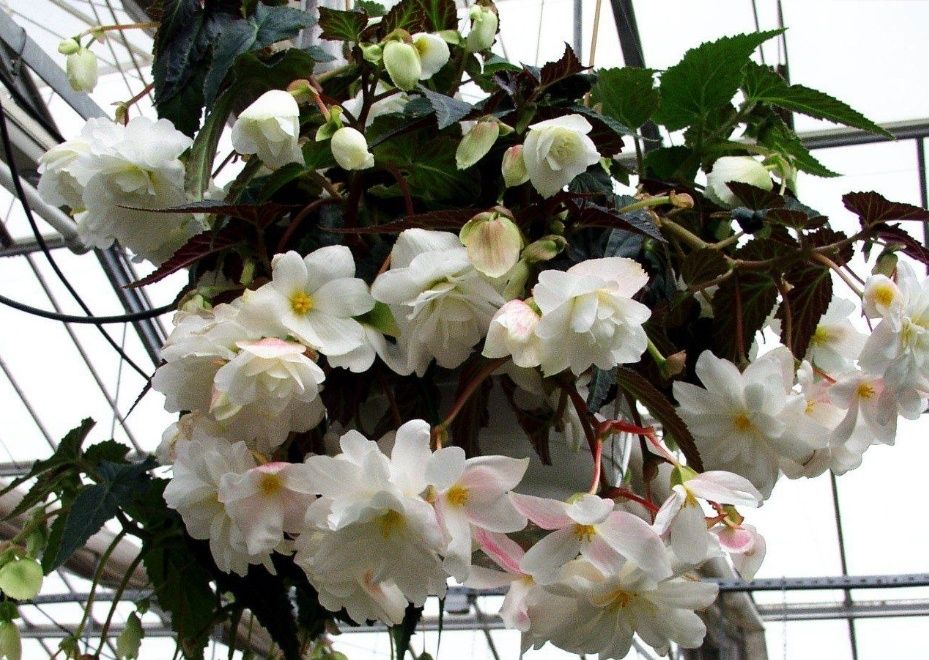 �������� ����������� ������� �� �����