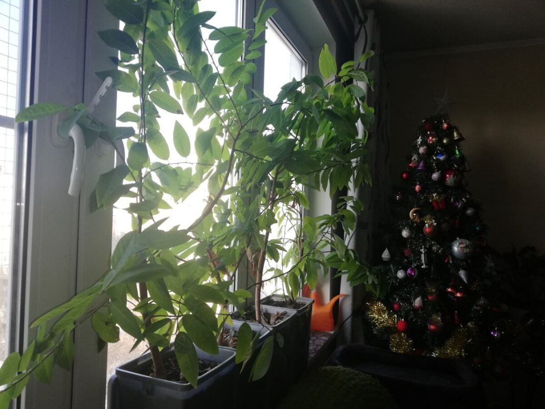 Как пересаживать гуанабану: секреты успешного роста сметанного яблока