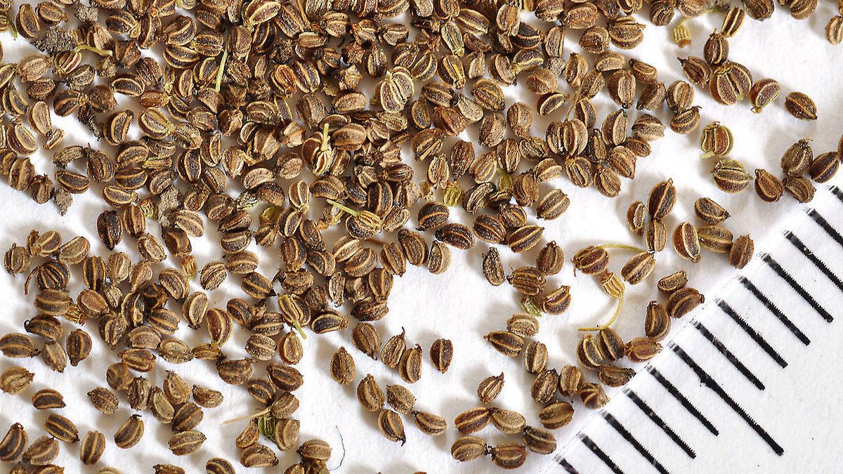 ��� ������� � ����� ������������ ������: ������������ �����������