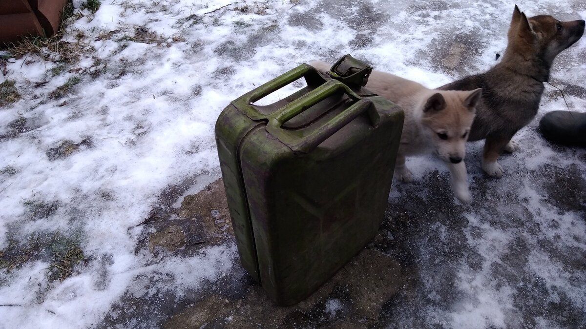 ����������� ���� ��������: ��� ���� ������ �������� ��� �������