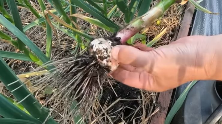 Секреты успешного урожая озимого чеснока по белорусскому методу