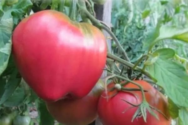 ������� ������� �������� ������: ��� �������� ���������� ������