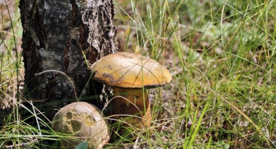 ������� ����� � ����� �������: ��� ������ � ���� � �������