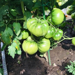 Когда лучше убирать помидоры в Сибири: советы и прогнозы