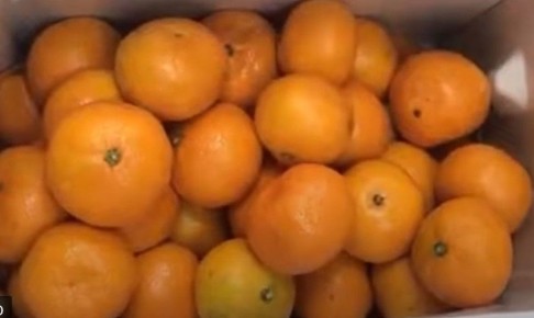 Мандарины могут стать более доступными к новогодним праздникам