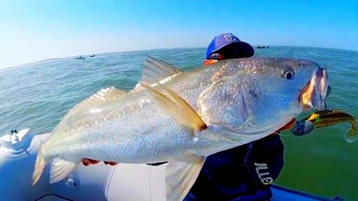 Королевский серебристый горбыль: обитатель морских глубин