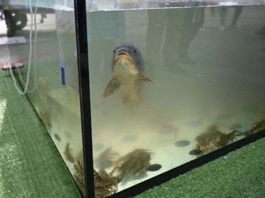 Производство рыбы на Южном Урале готово к росту