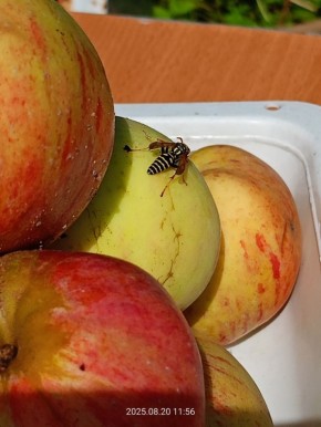 ��� ������� ������ ����� ������������ ������