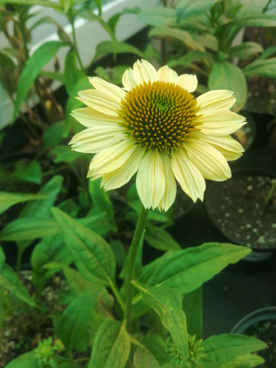 Когда дождь меняет кулинарные планы: ливерная колбаса и гречневый кекс