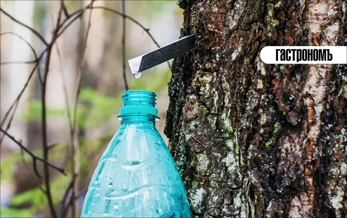 Как правильно собирать и использовать березовый сок