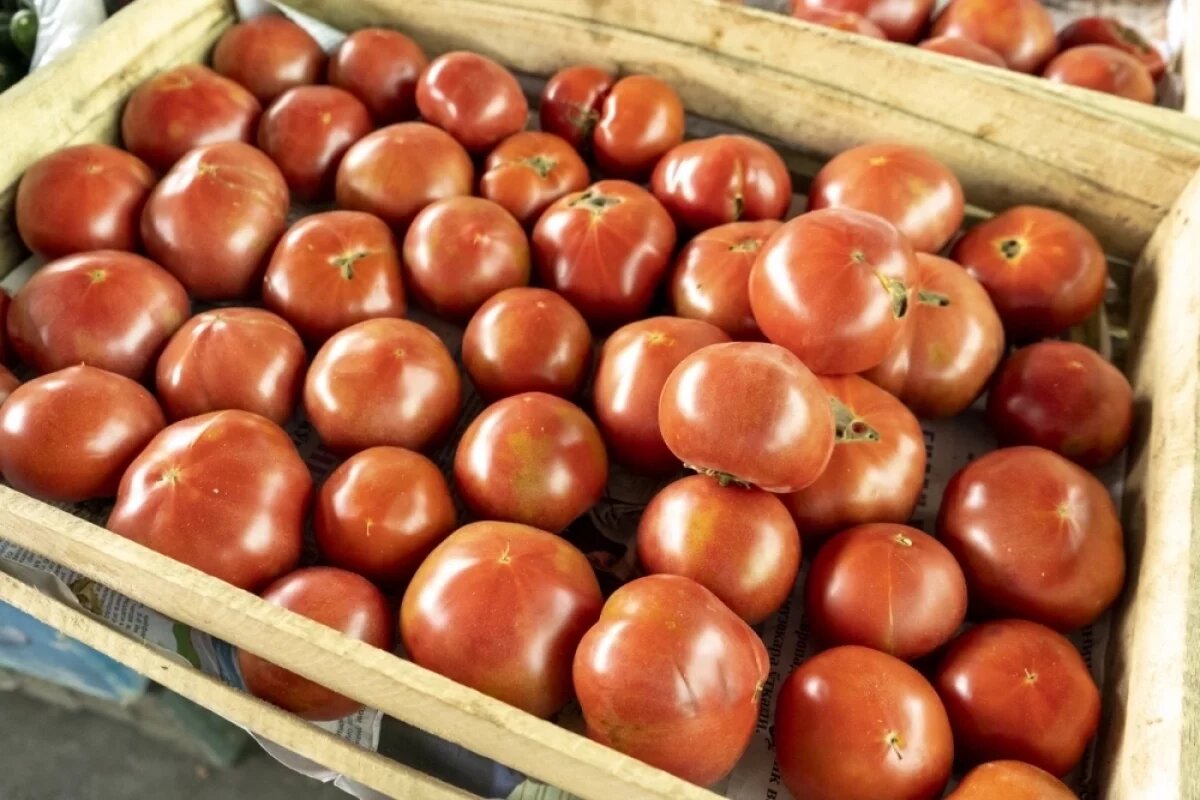 Секреты новогодних томатов: как сохранить урожай до праздников