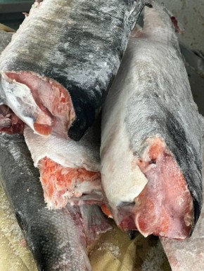 Новый улов: свежий Кижуч по доступной цене