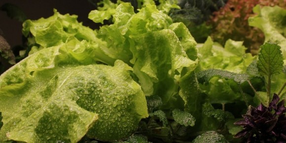 Как NASA выбирает идеальные салаты для космических миссий