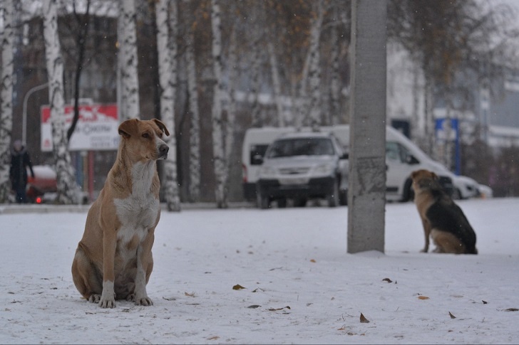 Додо Пицца берется за спасение бездомной собаки после увольнения курьера