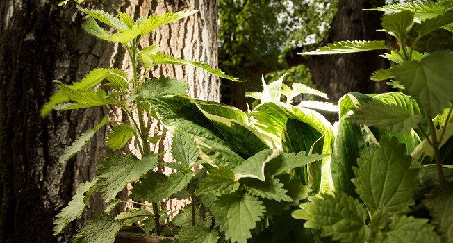 �������: ����������� ����������� ������