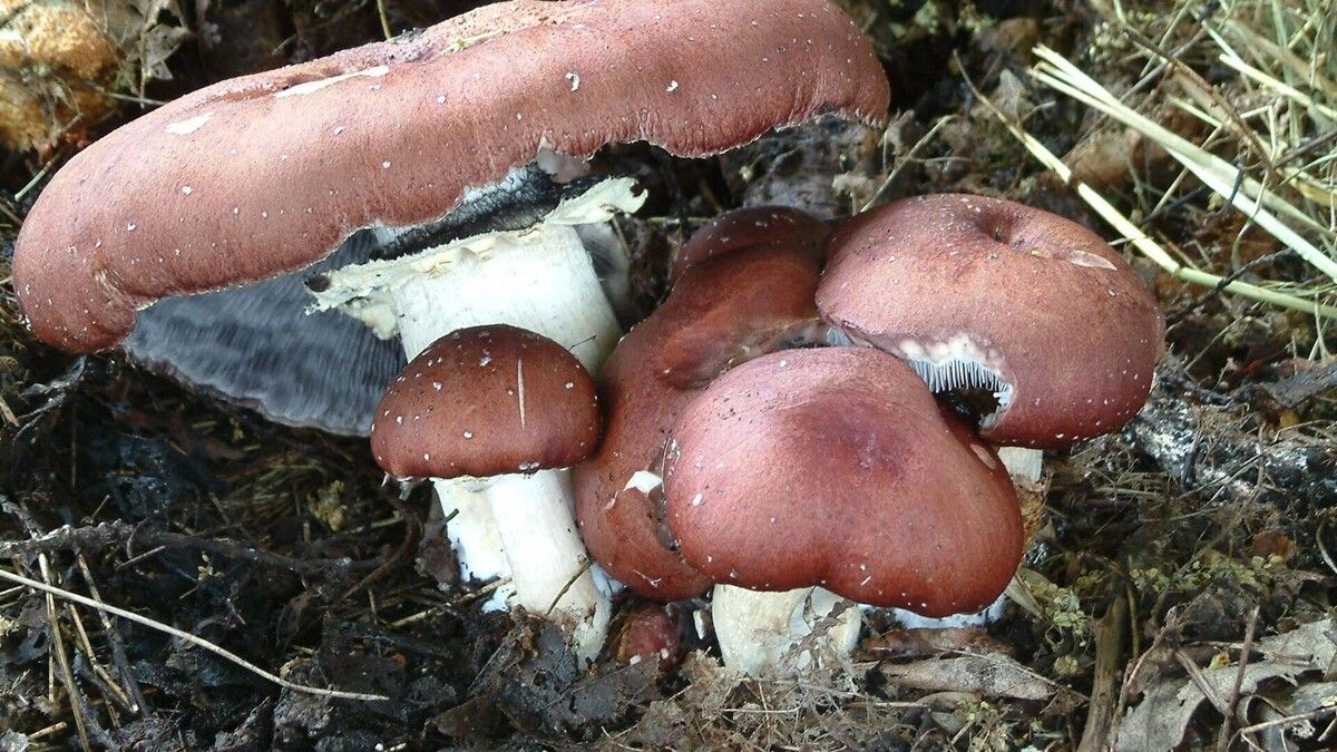 ���������: ����, ������� ����������� ����������� ����