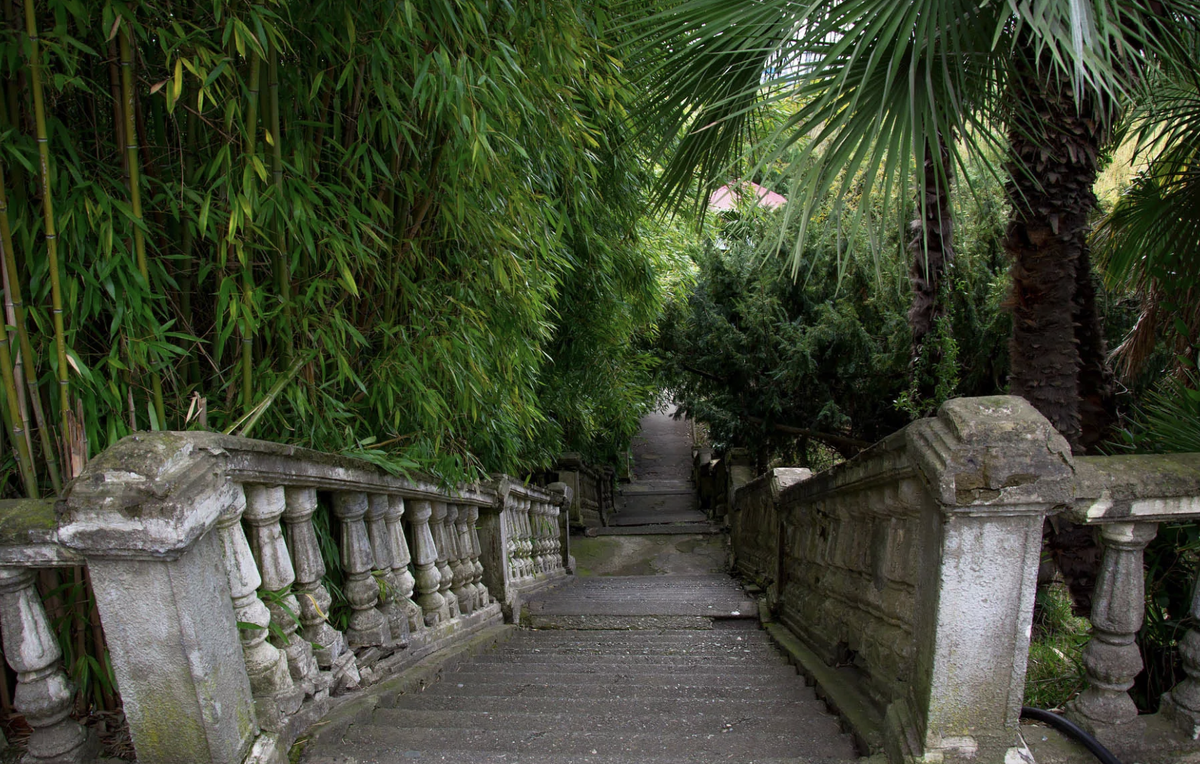 Парк, воскресший из запустения: как дендрарий в Адлере обрел вторую жизнь