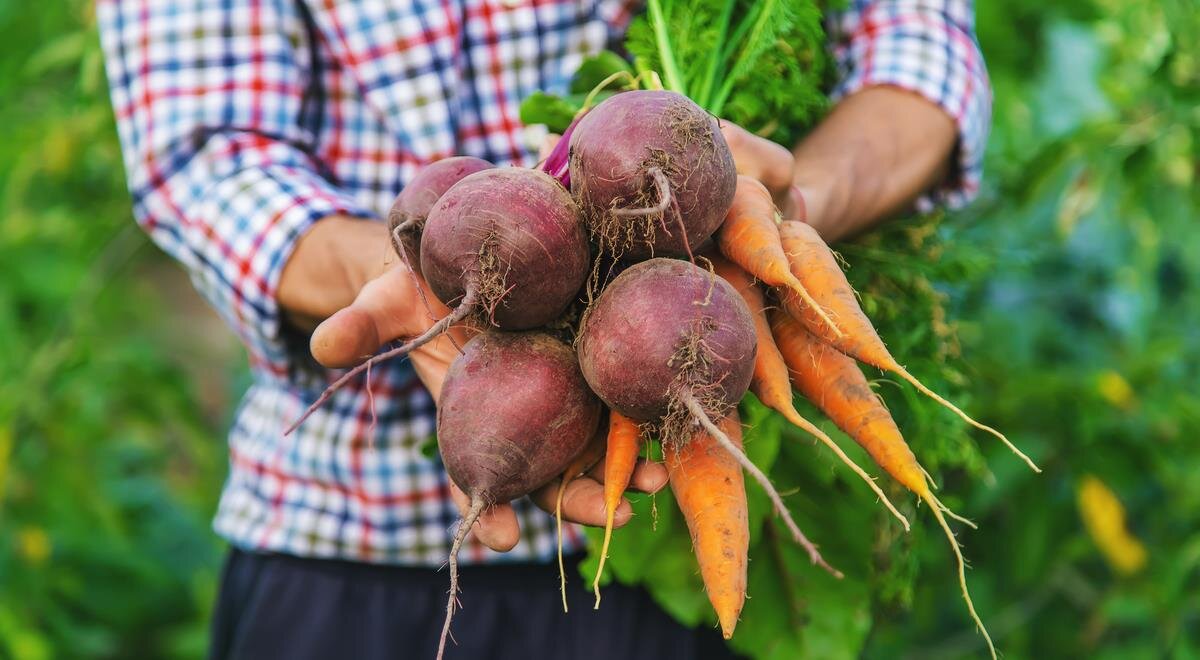 Салаты осени: Свекла и морковь в новой интерпретации