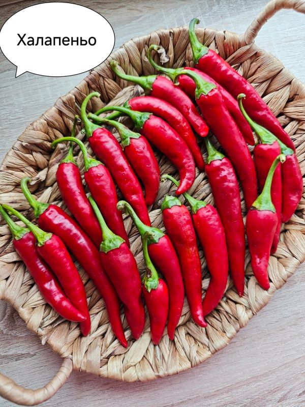 ������ �����: �������� ���� ����������� ���������� ���