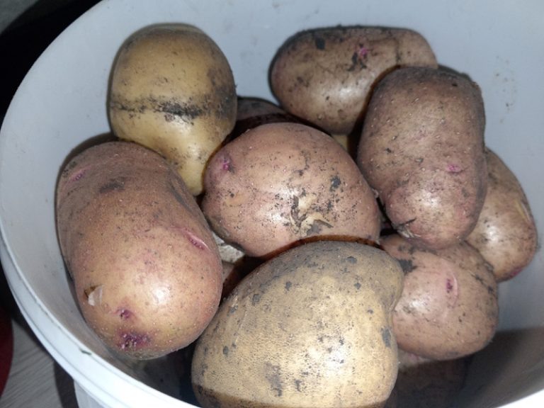 Как справиться с прорастаящей картошкой: полезные советы