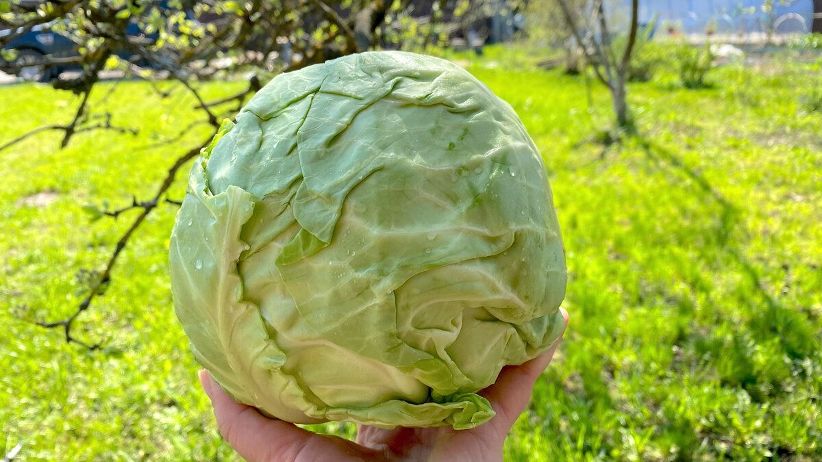 ��� ����������� ���������� ������ �� �������