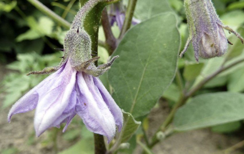 ������ ��������� ������, �� �� ����������: ������ ������ � ������