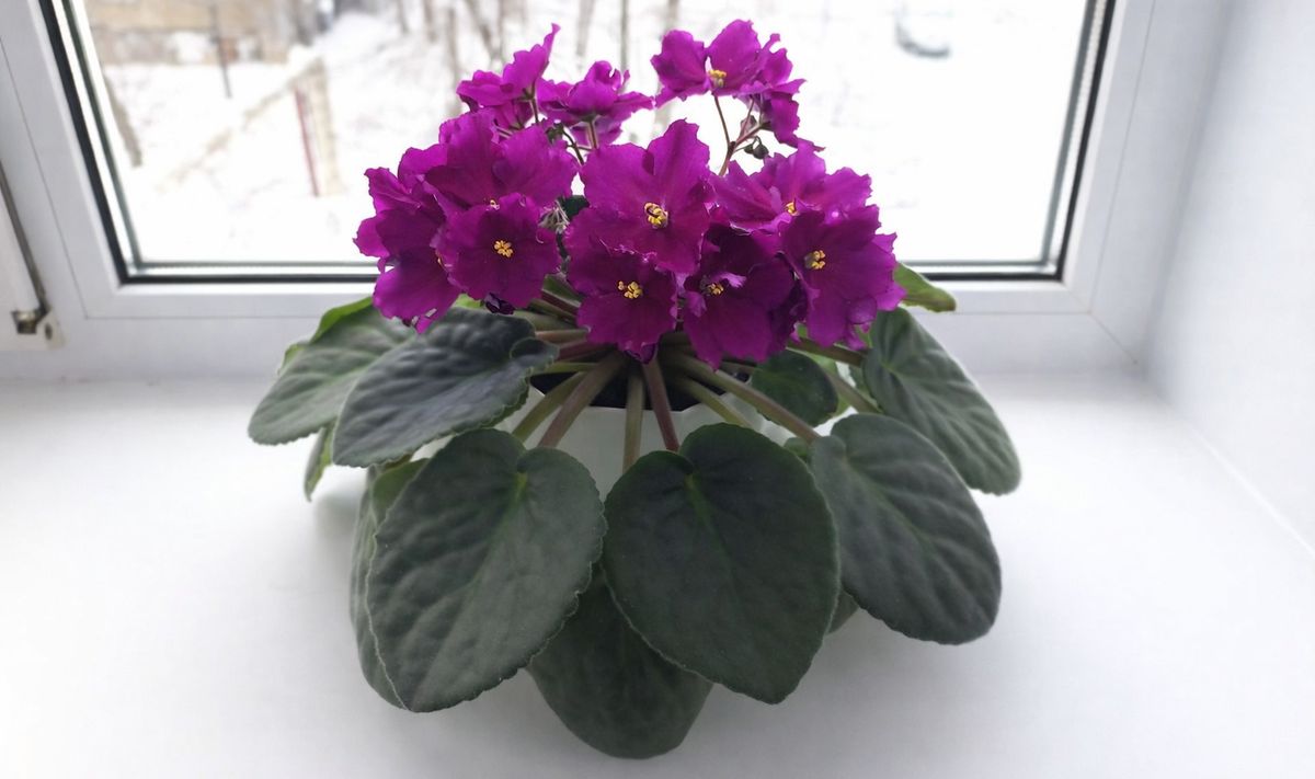 �������� �� Wildberries, ������� ����� �����������