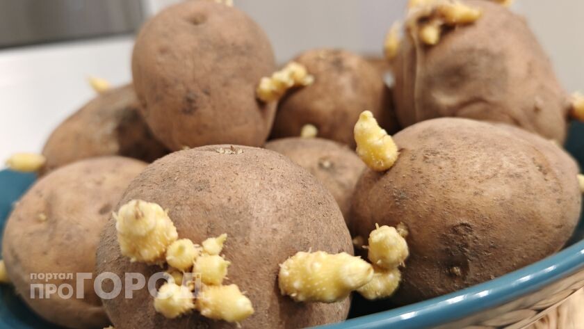 Когда лучше проращивать картофель: советы агрономов для успешного урожая