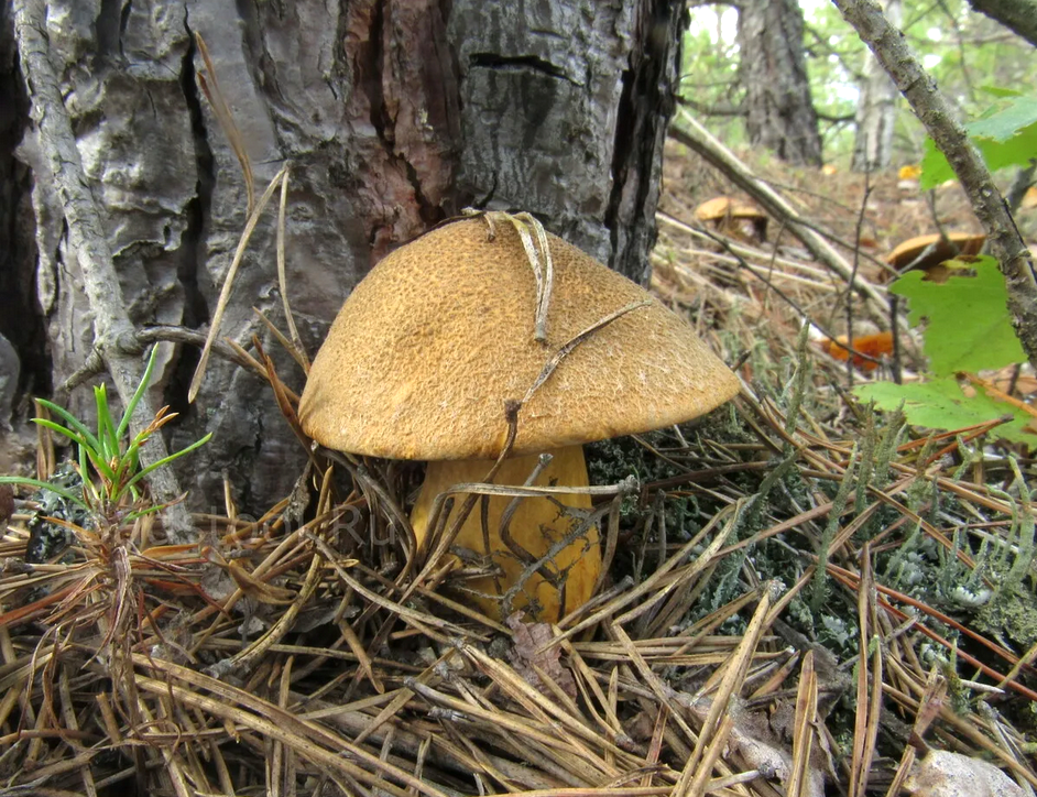 Моховик желто-бурый: Лесное сокровище на вашем столе