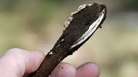 Гриб, который свистит и помнит миоцен