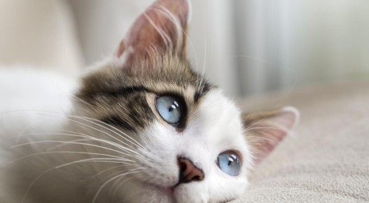 ������ ����������: ������� ���� � ������ ���� �����