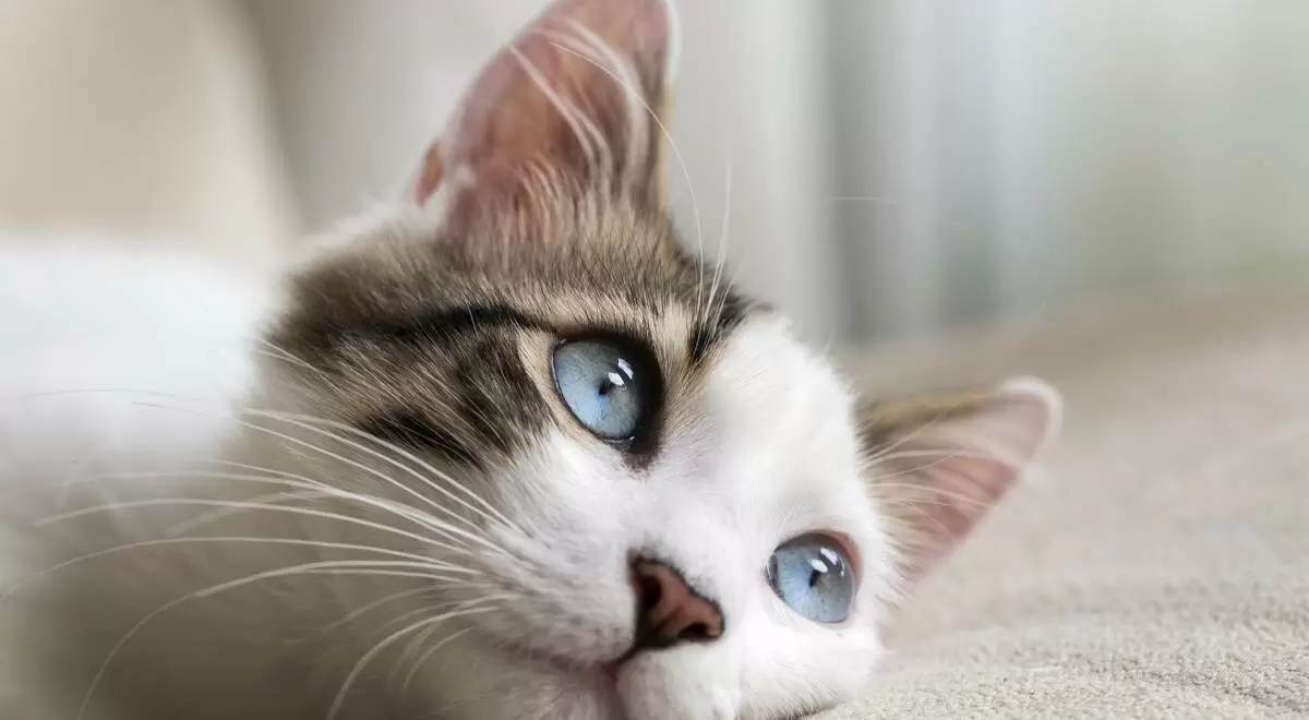 Кошкам подкормили: влажный корм в паучах стал легче