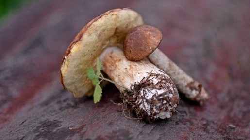 ��� ���������� �������� �����: ������ ��������