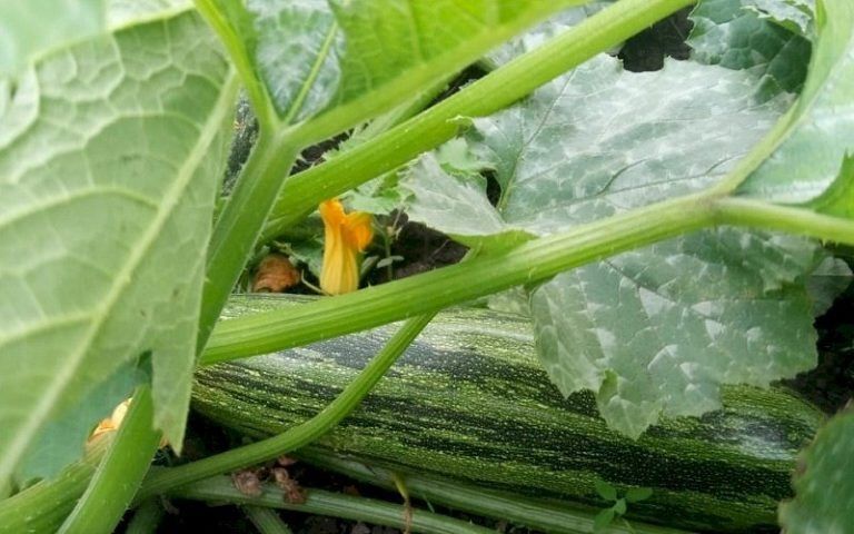 Кабачки: секреты здоровья и кулинарного мастерства
