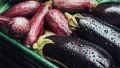 Как приготовить вкусные блюда из баклажанов: идеальные рецепты на лето